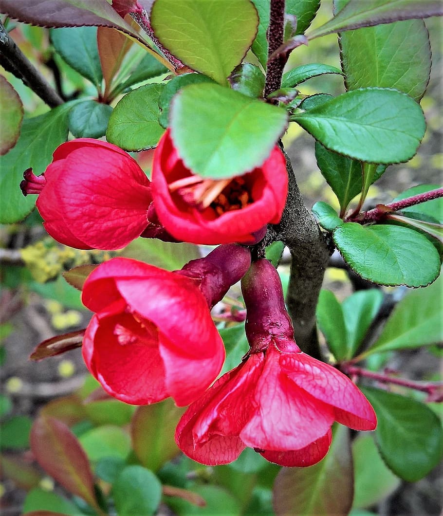 Plant, Ornamental, Quince, Bill, ornamental quince, bill quince, japanese, chinese, rose greenhouse, ornamental shrub