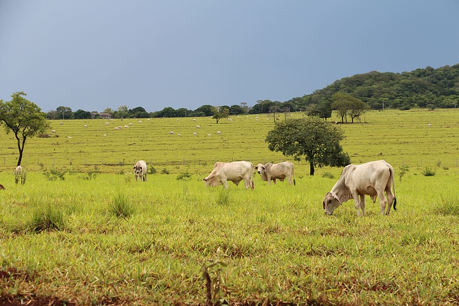 bidang, pertanian, agribisnis, mato grosso do sul, roça, ternak, boi, brazil, perkebunan, binatang menyusui