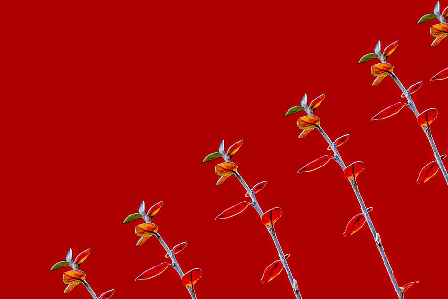 red, background, paper, plants, diagonal, abstract, design, red backgrounds, red background, texture