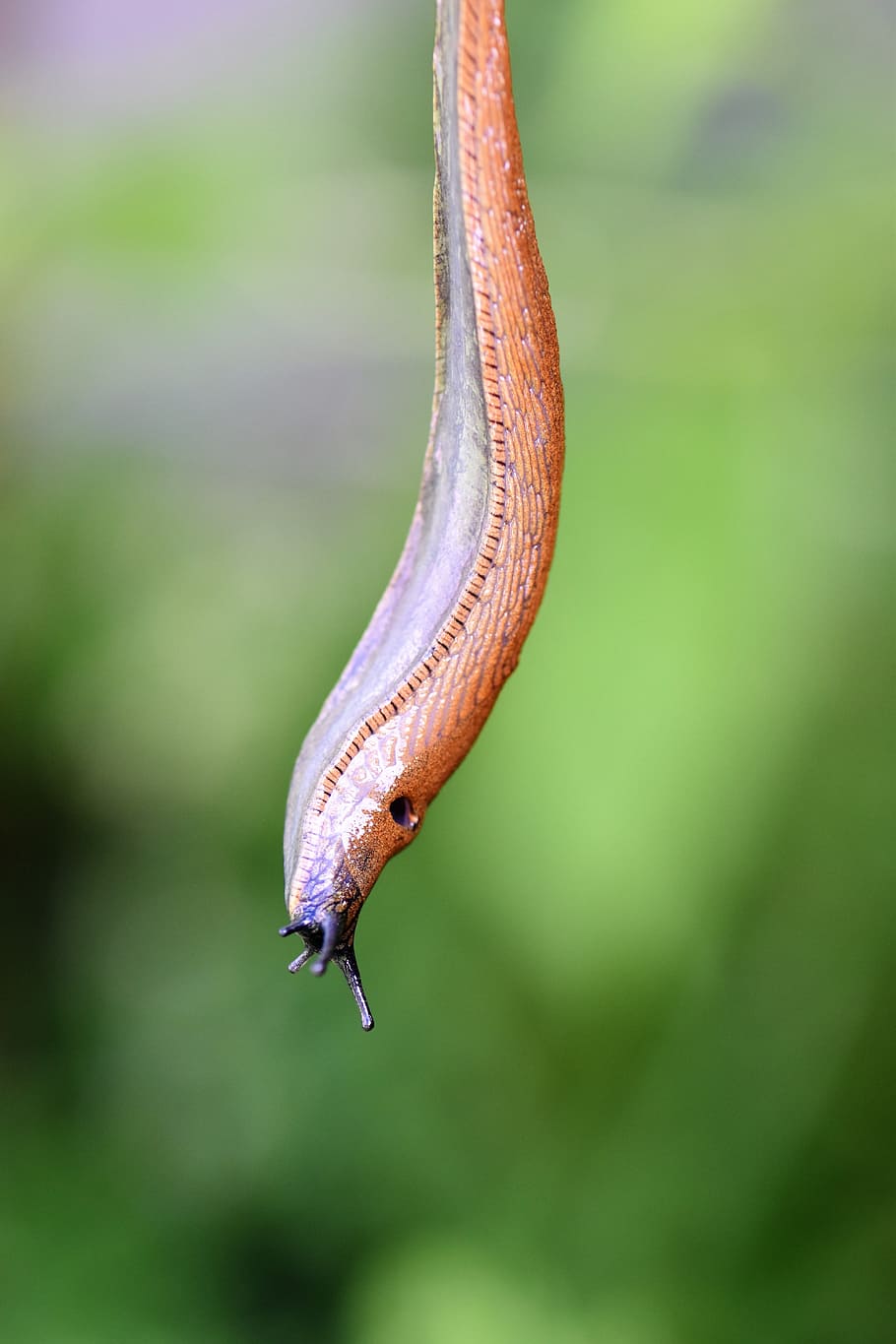 slug, snail, mollusk, nature, brown, slowly, mucus, mucus thread, crawl, close