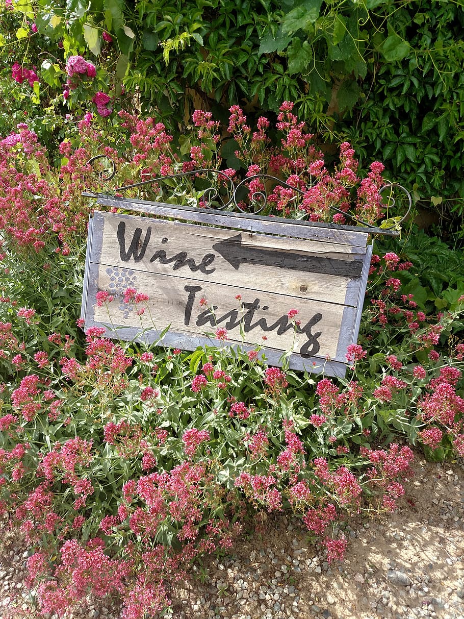 vineyard, wine, wine tasting, garden, plant, flower, flowering plant, growth, nature, text