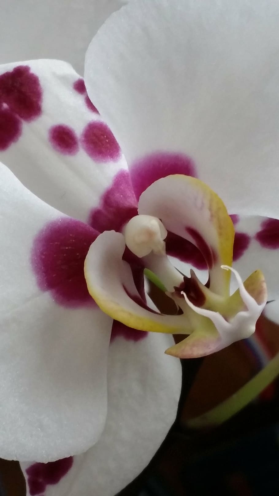 orquídea, flor, floral, planta, bloom, naturaleza, botánica, tropical, blanco, primavera