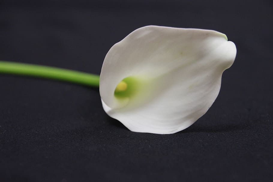calla lily, white, flower, calla, lily, bloom, beautiful, isolated, delicate, pure
