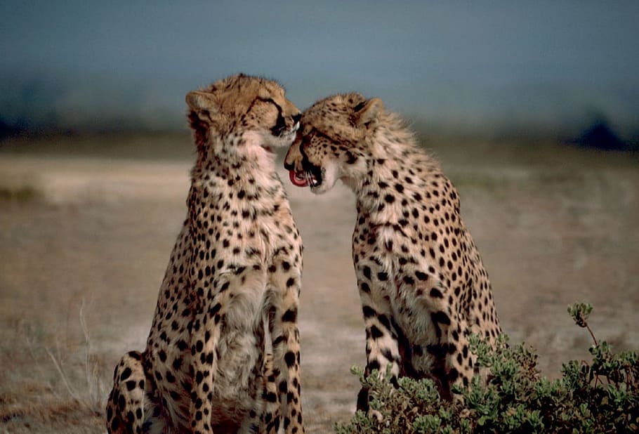 two, cheetahs, desert, together, big cats, africa, wild, nature, carnivore, animal