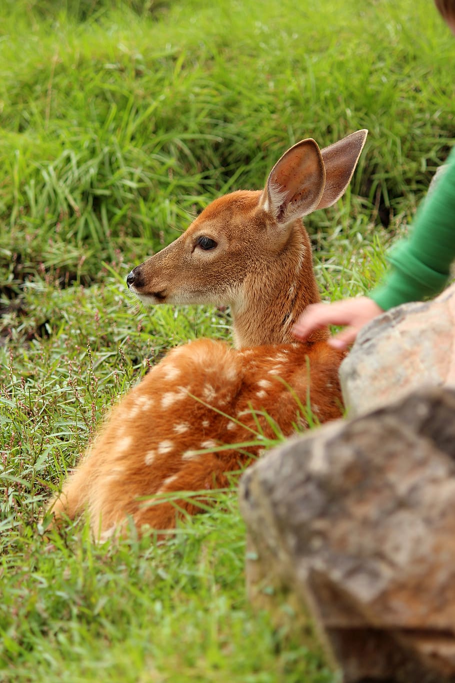 fawn, whitetail deer, deer, wildlife, mammal, spots, fur, young, baby,  animal | Pxfuel