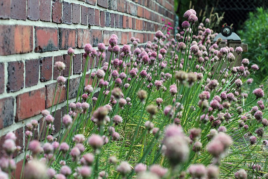 macro photo, pink, flowers, wall, Chives, Blossom, Bloom, Nature, plant, purple