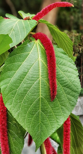 Fotos flor de amaranto libres de regalías | Pxfuel