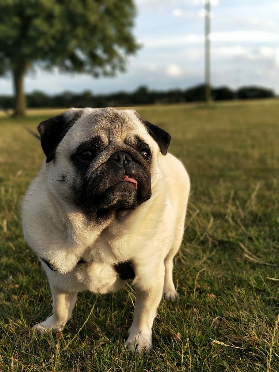 Pug, Pugs, Dog, Grass, frank, young, doggy, portrait, pets, domestic animals