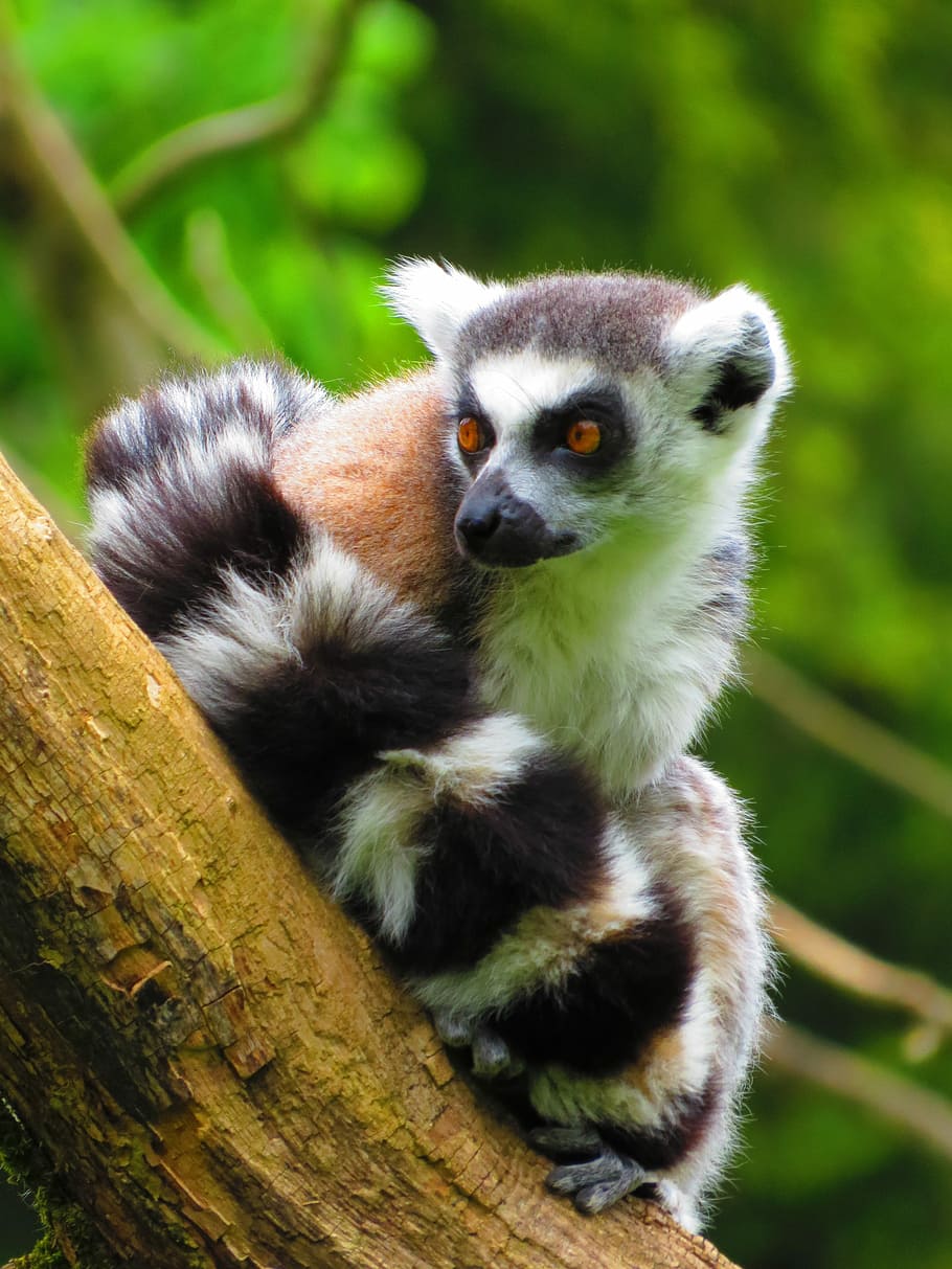 Ring Tailed Lemur, Mammal, lemur, madagascar, curly tail, animal wildlife, one animal, animals in the wild, animal themes, branch