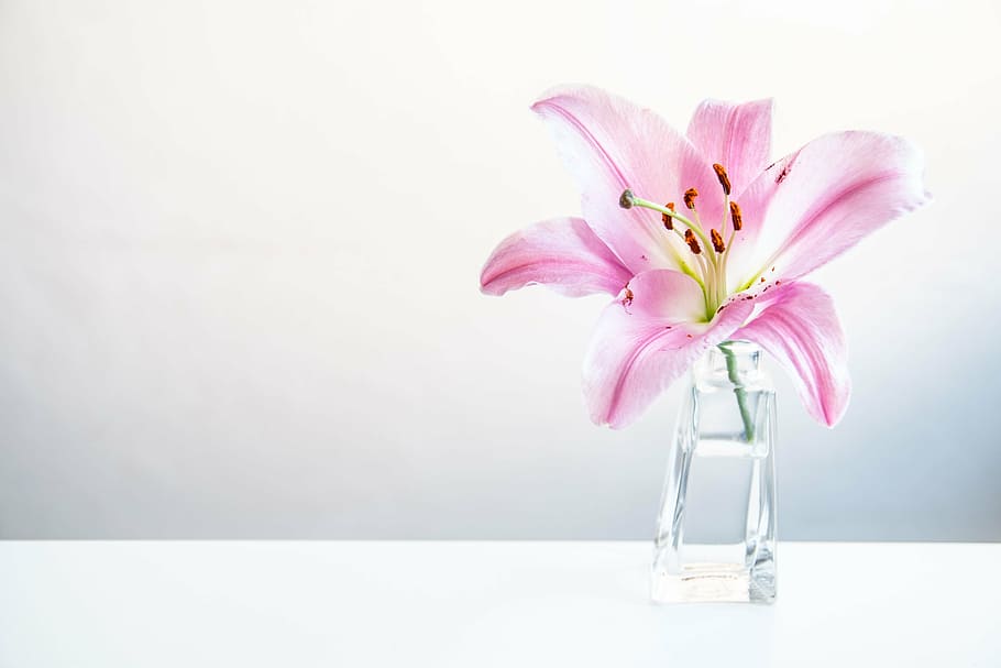 pink, lily, clear, glass vase, flowers, purple, flower, vase, drinking glass, pink color