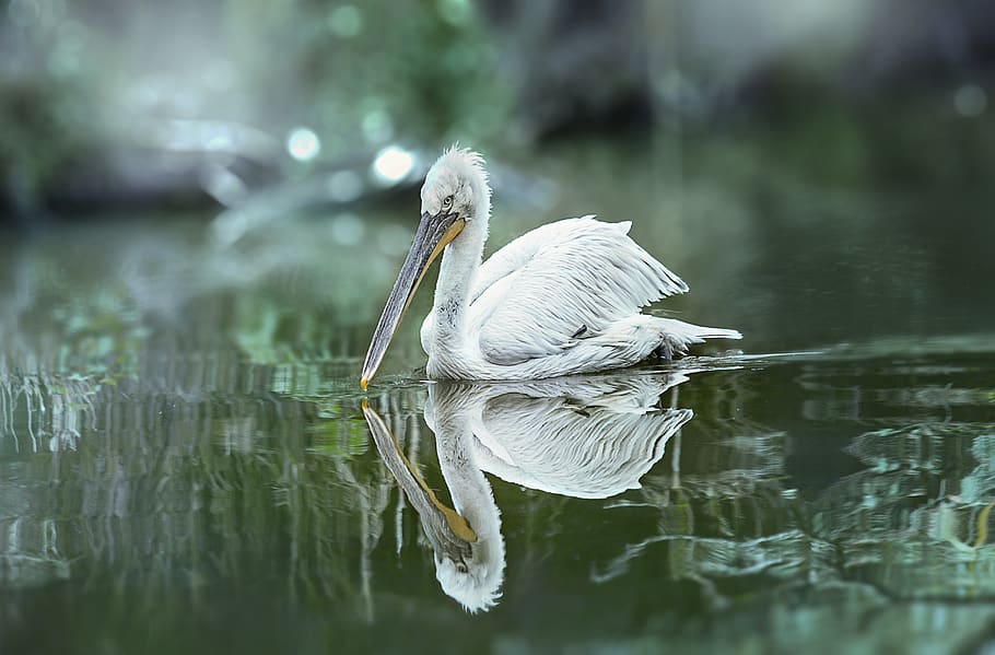 pelicano, uccello, ave, natura, acqua, fauna, bianco, inverno, temas animais, vertebrado