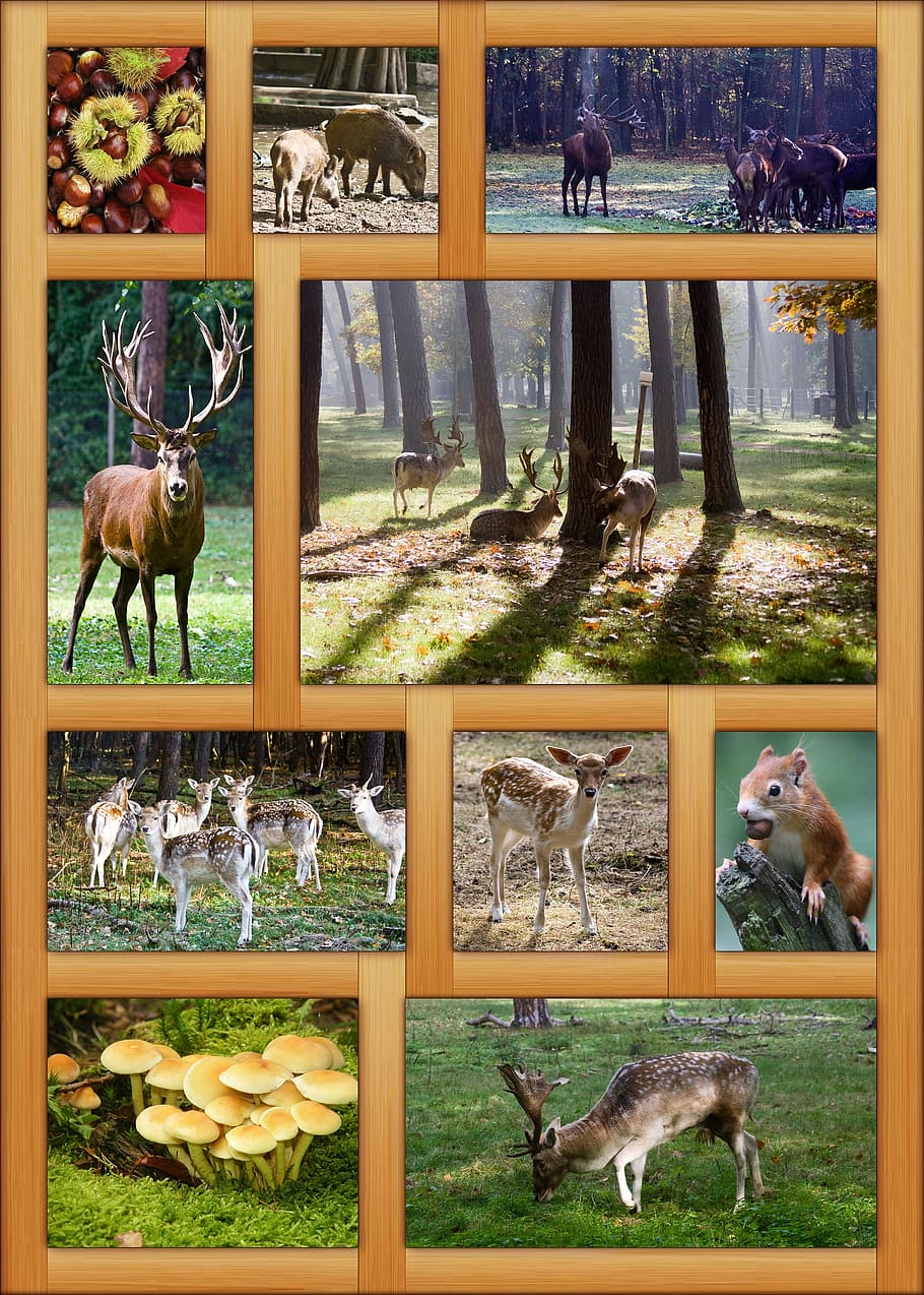 animales variados, fotos de collage, póster, otoño, marco, decoración, colorido, octubre, animales, salvaje