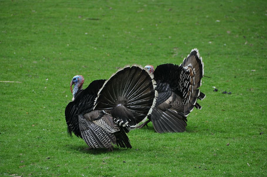 two, wild, turkeys, grass, birds, turkey, poultry, living nature, bird, beak