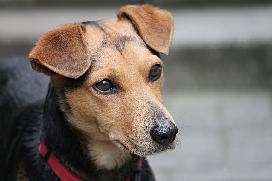 close-up photo, short-coated, brown, black, dog, friend, hybrid, mixed breed dog, animal, pet