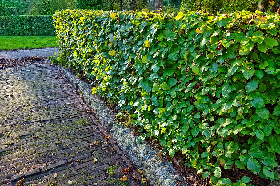 hedge, clipped, trimmed hedge, design, garden, park, symmetry, plant, growth, green color