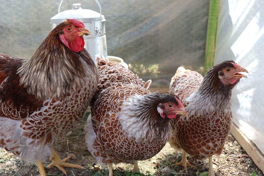 wyandotte, chicken, black, white, farm, bird, animal, chick, agriculture, cock