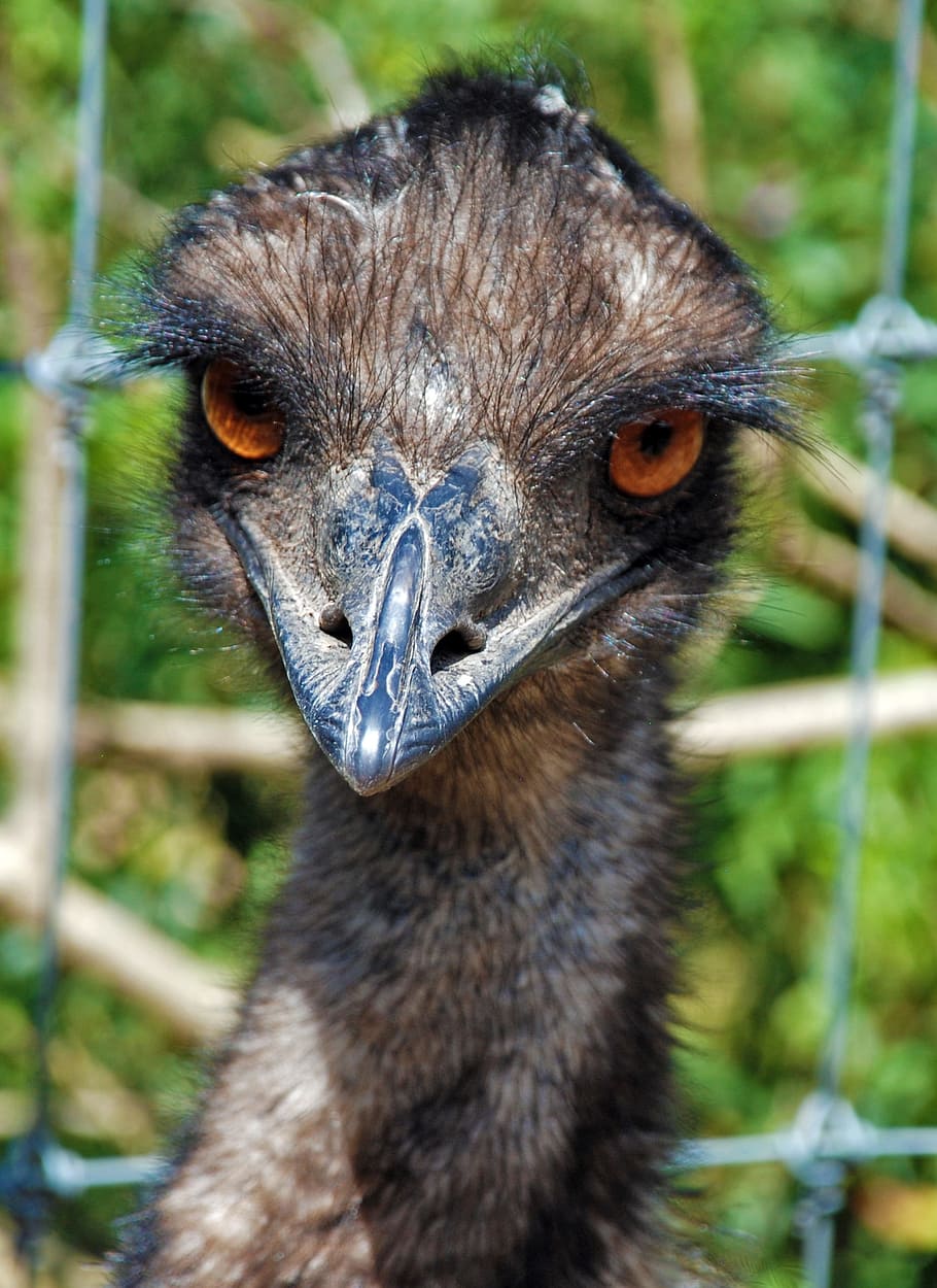 emu, zoo, bird, wings, feather, wildlife, beak, wild, dom, outdoor