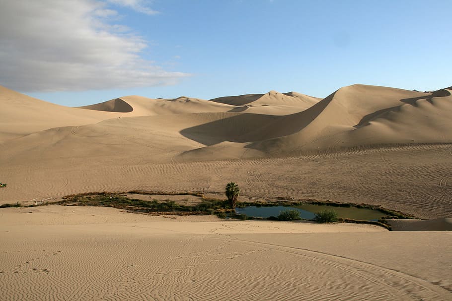 sand dunes, Oasis, Desert, Dune, Sand, Landscape, fertile spot, arid climate, scenics, sky