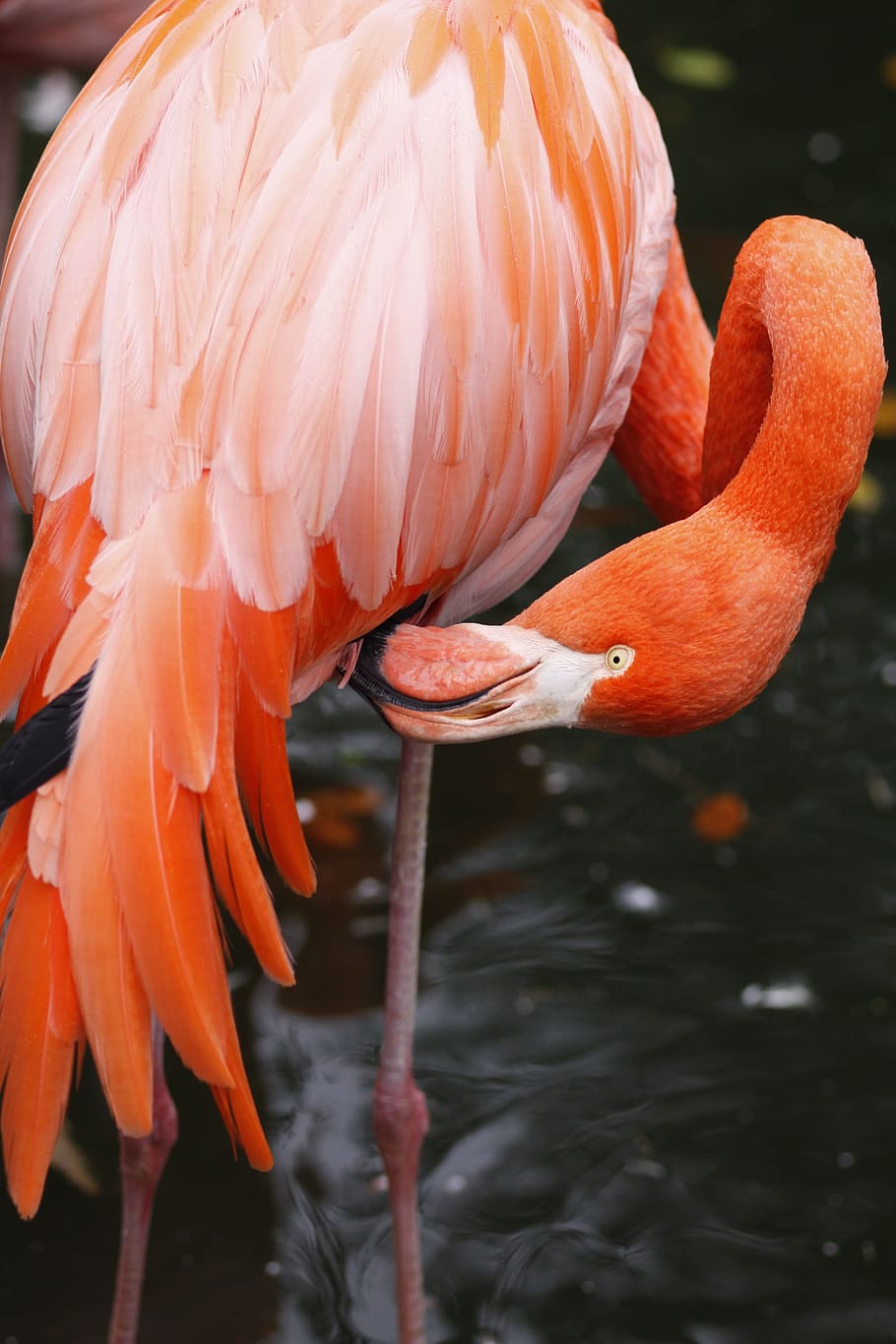水 鳥 自然 フラミンゴ 湖 動物園 ピンク ピンクのフラミンゴ 水鳥 動物 Pxfuel