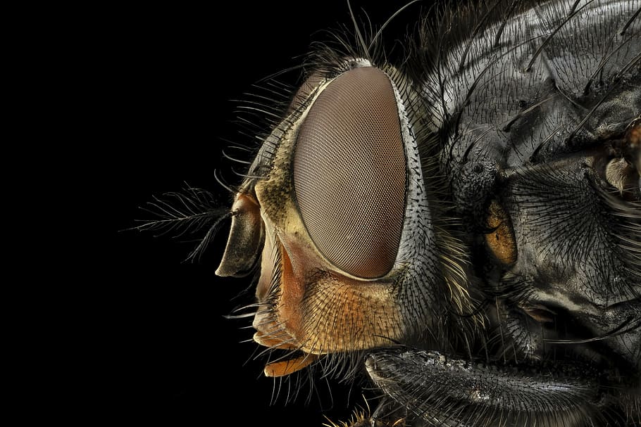 Fotografía macro, común, mosca doméstica, ojo, macro, mosca azul de la botella, soplón, insecto, de cerca, cabeza