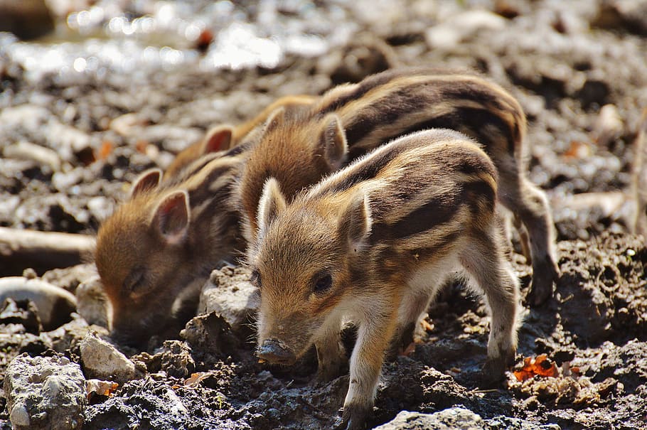 Wild Pigs, Little, Wildpark, Poing, little pig, wildpark poing, young animals, piglet, pig, small