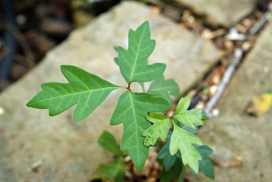 poison ivy, daun tiga, lepuh, bahaya, anggur, beracun, ruam, gulma, gatal, mengiritasi