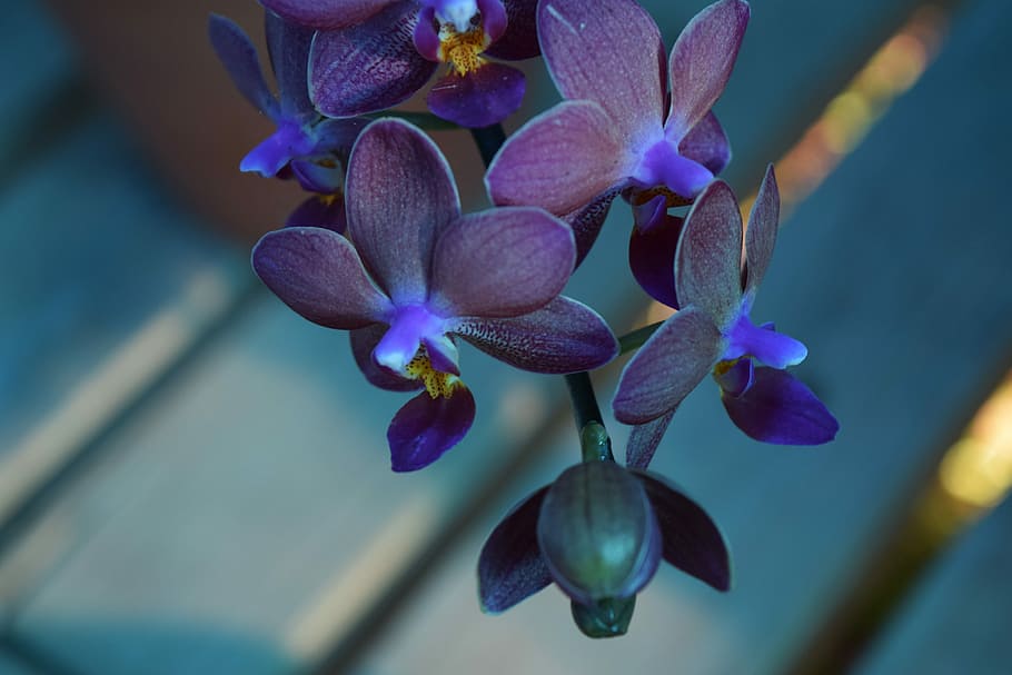 selective, focus photography, purple, moth orchids, orchid, bokeh, flower, bloom, decoration, nature