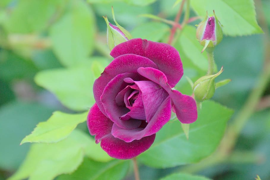 Rose, Green, Purple, Single, rose, green, flower, nature, petal, fragility, beauty in nature