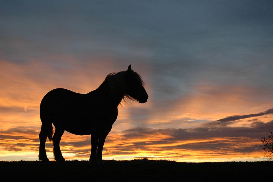 pintura de cavalo preto, cavalo, natureza, animal, equino, pré, pradaria, marrom, pôr do sol, um animal
