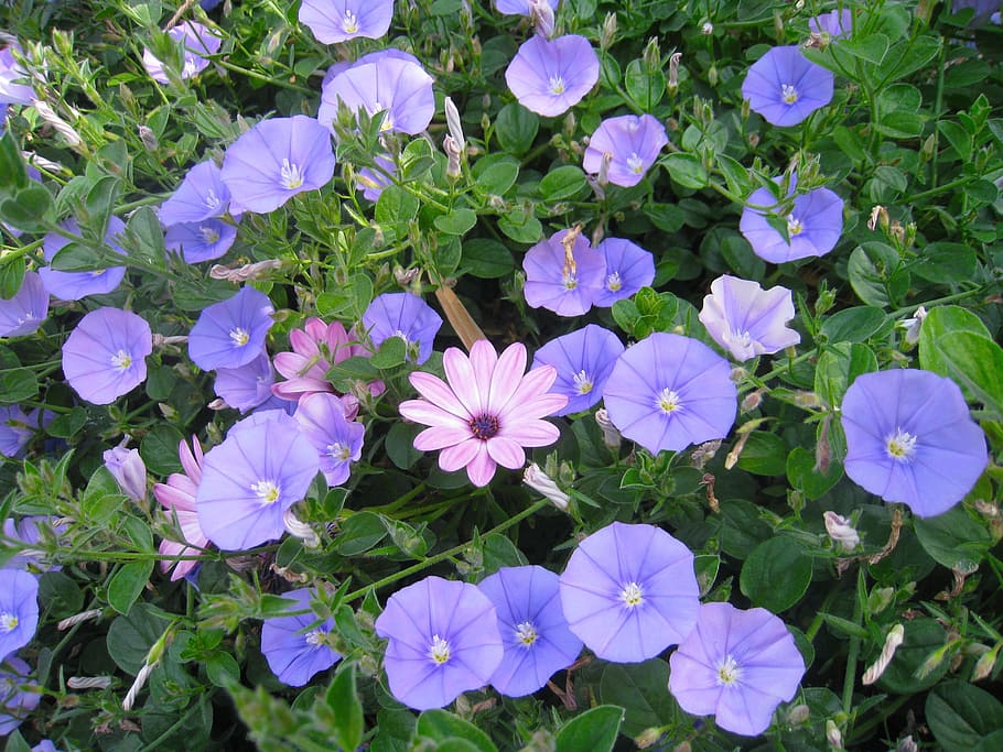 Mediodía, azul-violeta, flores, rosa, mediodía nuestro, arenoso, okinawa, isla ishigaki, japón, flor