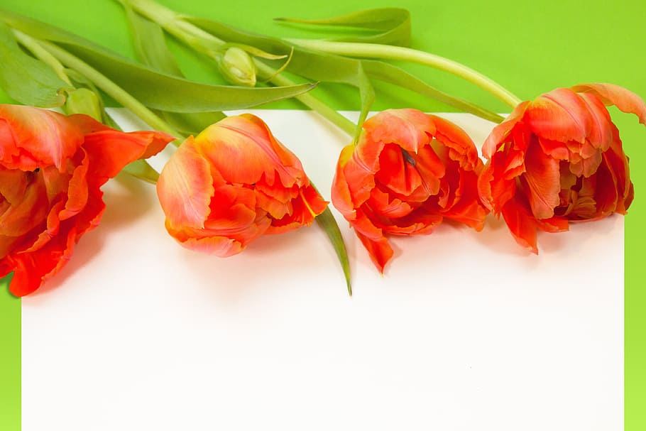four red flowers, tulips, spring, text box, nature, flowers, schnittblume, blossom, bloom, plant