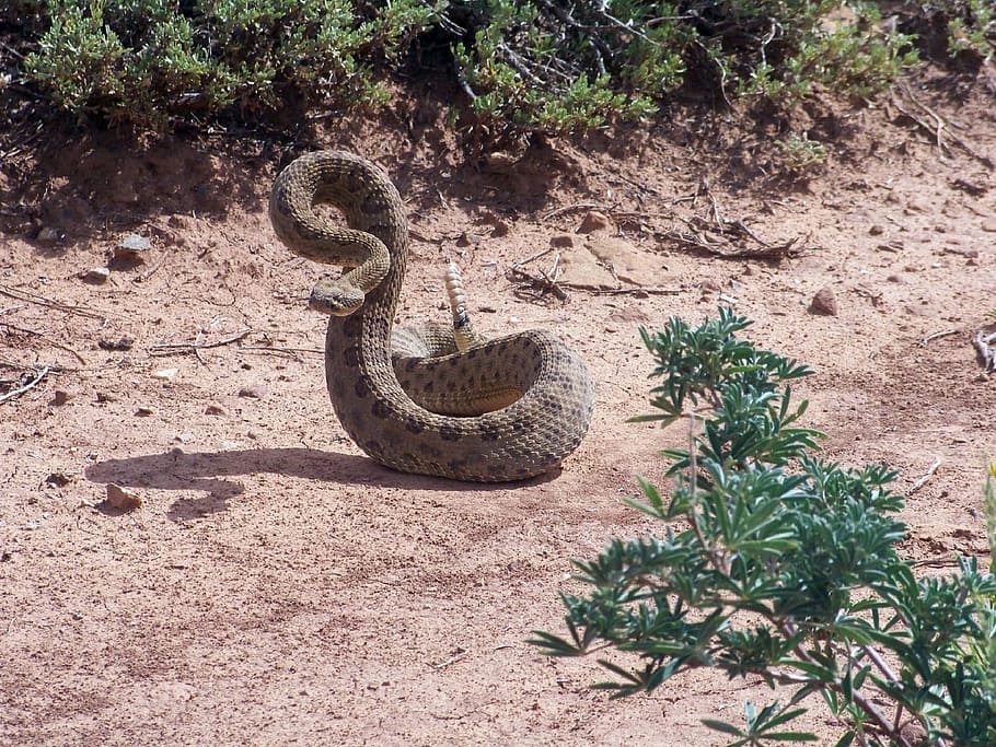 brown, rattle snake, soil, Rattlesnake, Reptile, Wildlife, coiled, venomous, pit viper, rattle