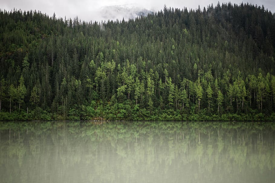 green, trees, body, water, daytime, plant, nature, forest, lake, reflection