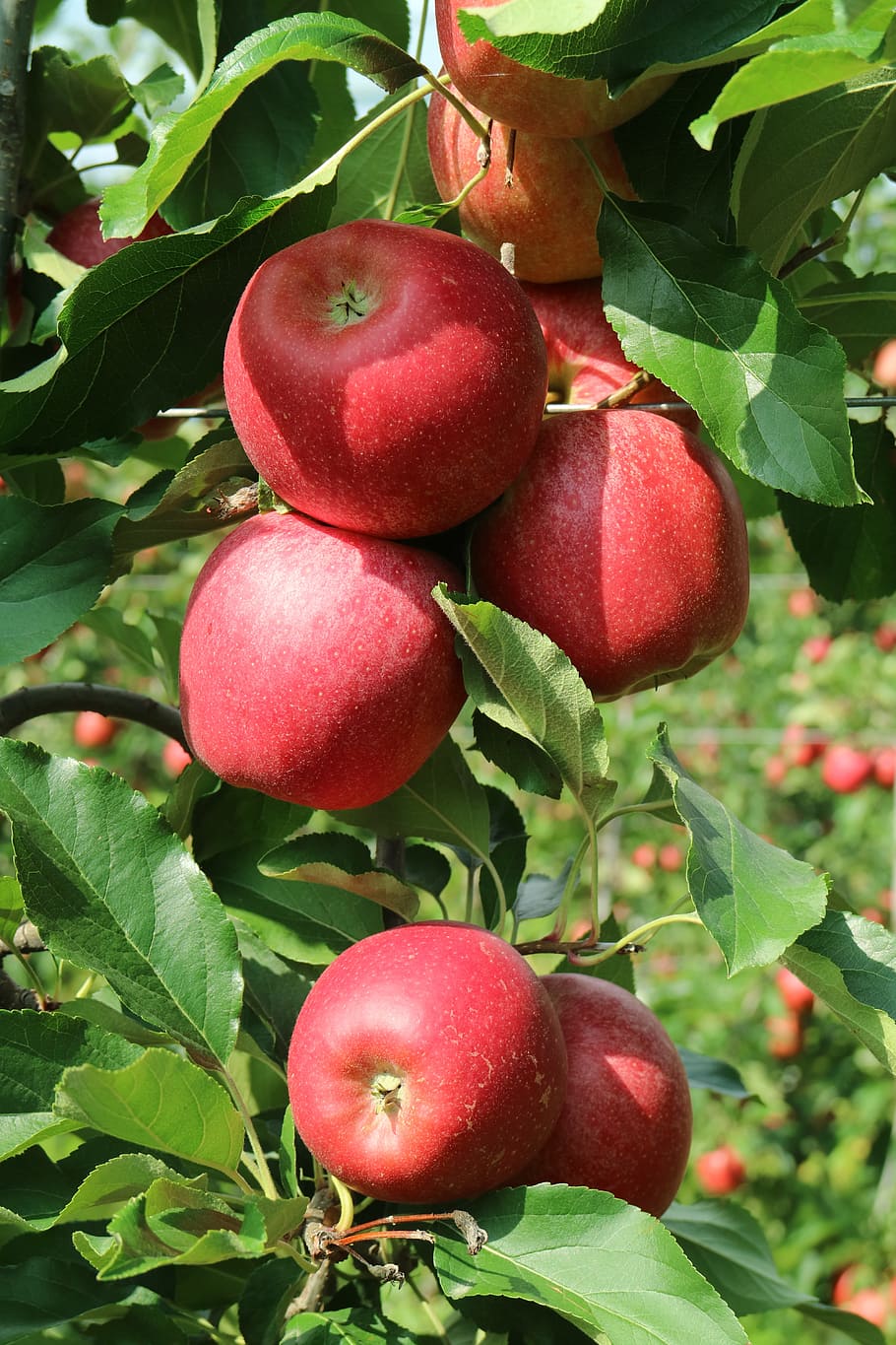 Manzanas, Valtellina, Lombardía, manzanas Valtellina, manzanas agradables, manzana roja, Italia, fruta, alimentos, naturaleza