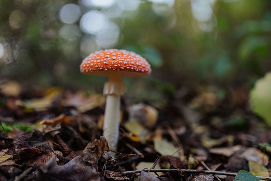 mushrooms, mushroom, red, autumn, fall, Amanita muscaria, dangerous, poison, fungi, Toadstool