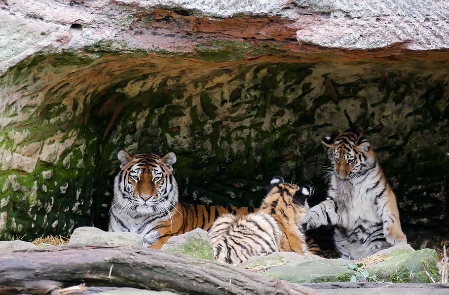 three, tigers, rock formation, animals, tiger, predator, young animal, young tiger, tiger family, cat