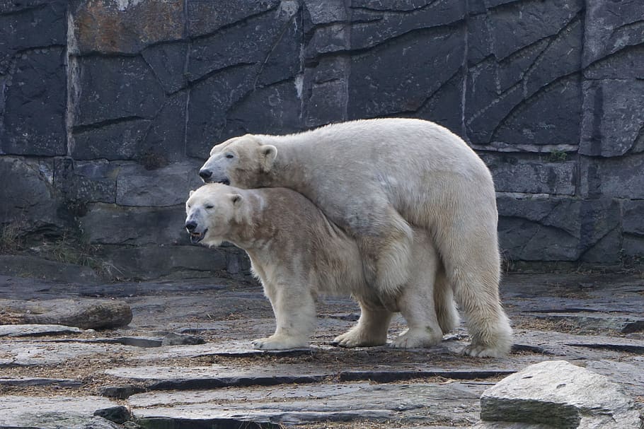 oso polar, parque de animales berlín, zoológico, maridaje, mamífero, naturaleza, mundo animal, animal, hielo, temas de animales