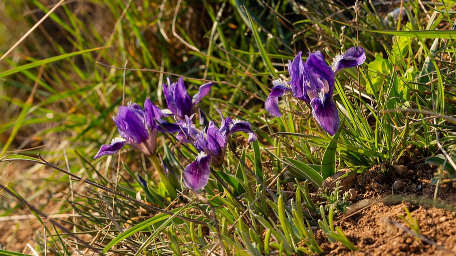 lirios, flores de color lila, flores de primavera, flores silvestres,  prado, púrpura, fondo de flores, prado con flores, iris silvestres, planta  floreciendo | Pxfuel