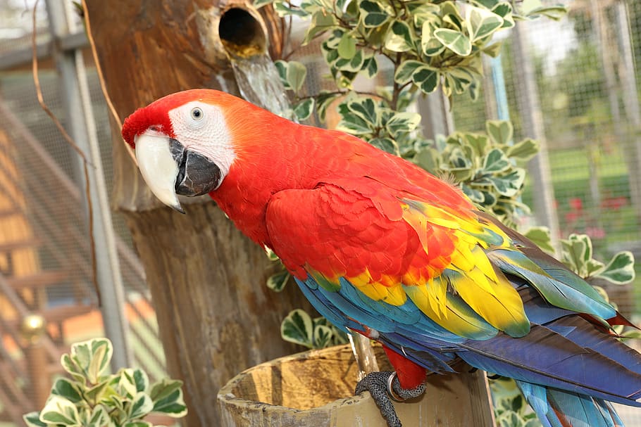 macaw langka, parkit imut, macaw cantik, wallpaper macaw, macaw amerika selatan, parkit putih, macaw putih imut, macaw, macaw penuh warna, macaw 7 warna lucu