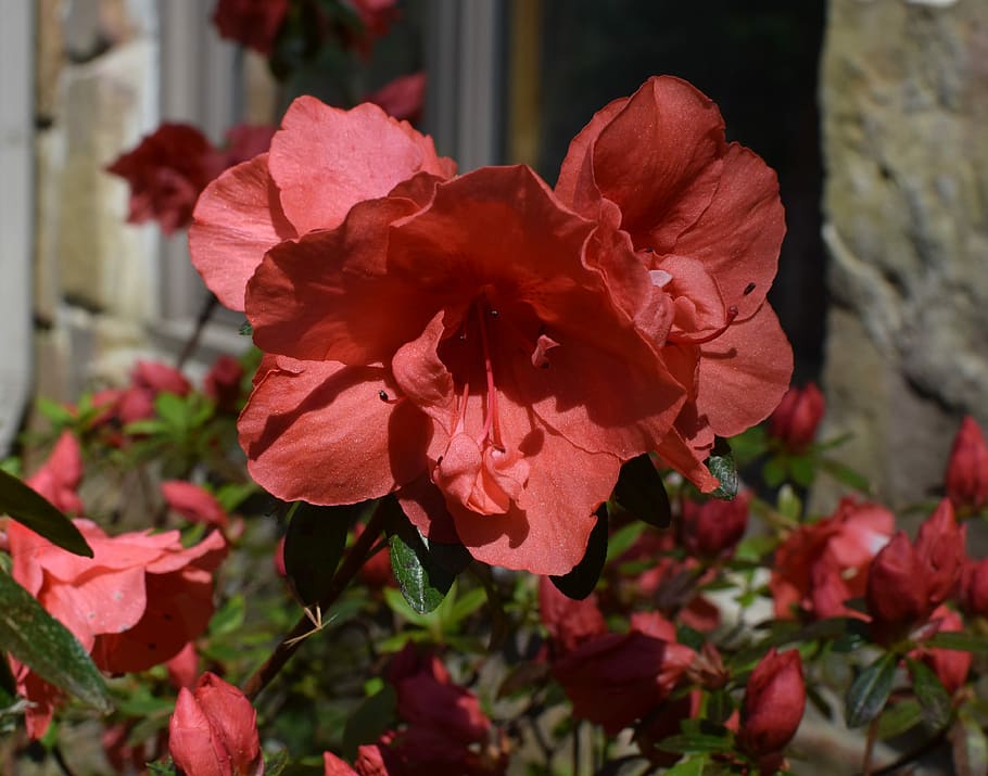 azalea roja-naranja, azalea, flor, floración, arbusto, planta, primavera,  naturaleza, rojo, naranja | Pxfuel