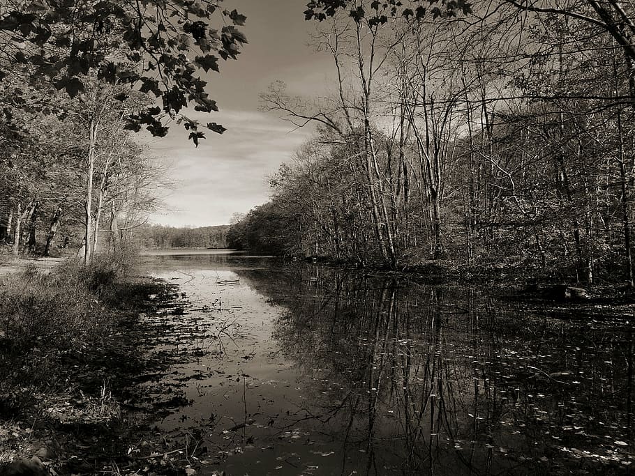 fotografía en escala de grises, río, árboles, durante el día, gris, escala, foto, cerca, lago, agua