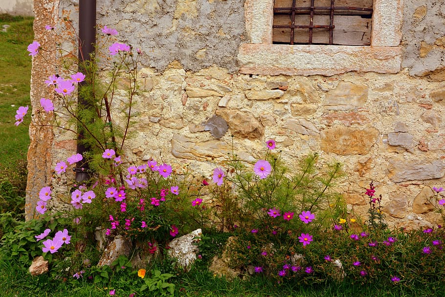 corner, house, flowers, stone, wall, nature, stones, walls, flowering plant, flower
