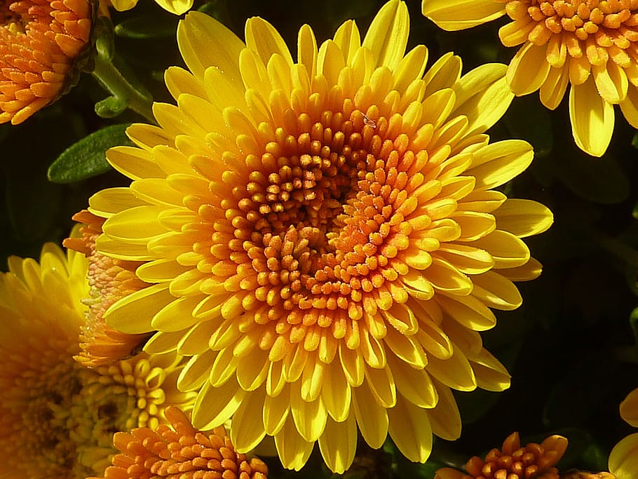 planta, flor, crisantemo, amarillo, otoño, asteraceae, cabeza de flor,  planta floreciendo, belleza en la naturaleza, pétalo | Pxfuel