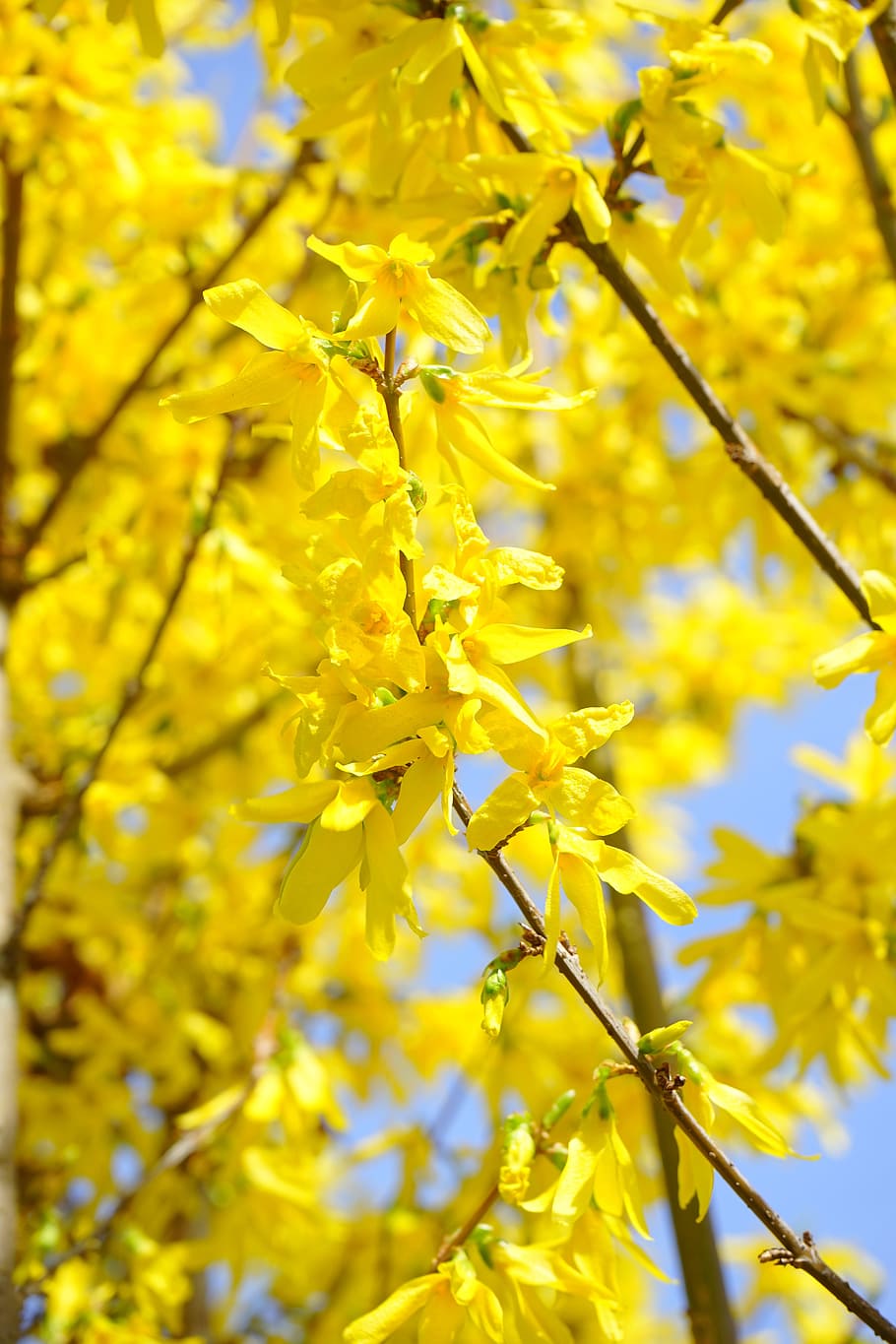 forsythia, ramas, amarillo, flor, floración, lila dorada, arbusto, flores de forsythia, campanas doradas, arbusto ornamental