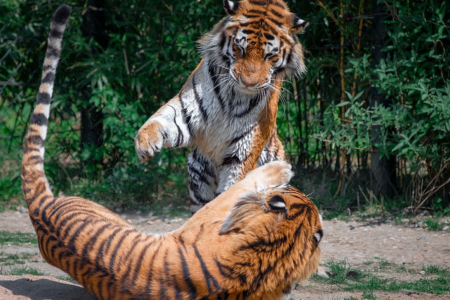 dos, tigres, jugando, arena, árboles, tigre, gato, el final del juego tigre, depredador, mundo animal
