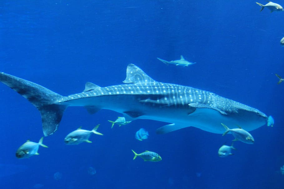 black, grey, whale sharks, marine, shark, blue, underwater, sea, animal, nature