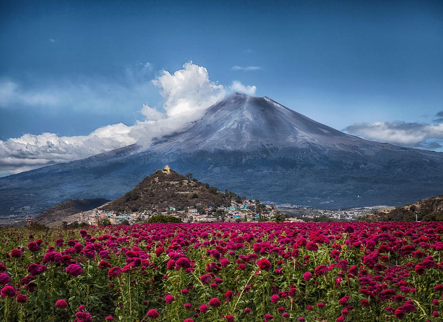 mexico, volcano, popocatepetl, puebla, mountain, beauty in nature, flower, flowering plant, sky, scenics - nature