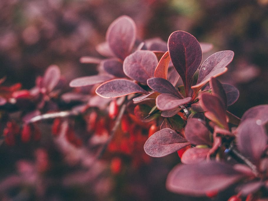 shallow, focus photography, purple, flowers, selective, leafed, plant, red, plants, nature