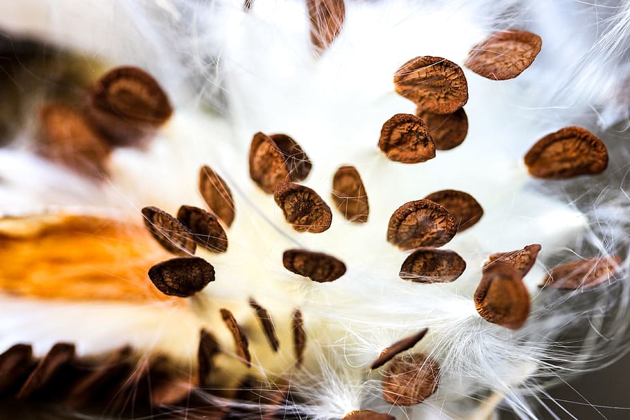 milkweed, seeds, milkweed seeds, milkweed crops, plant, nature, winter, field, crop, vaddohány you