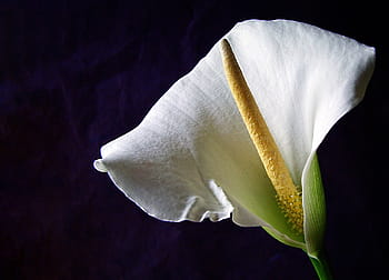 Página 7 | Fotos iris negro libres de regalías | Pxfuel